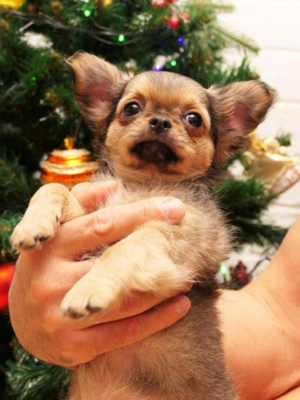 Щенки чихуахуа от родителей чемпионов. - Новотроицк