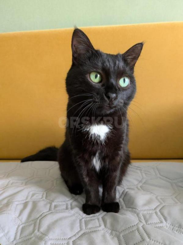 Миниатюрная)) Умная сильно Доброжелательная оч милая, молодая (1+ года) веселая кошечка украсит ваш - Орск