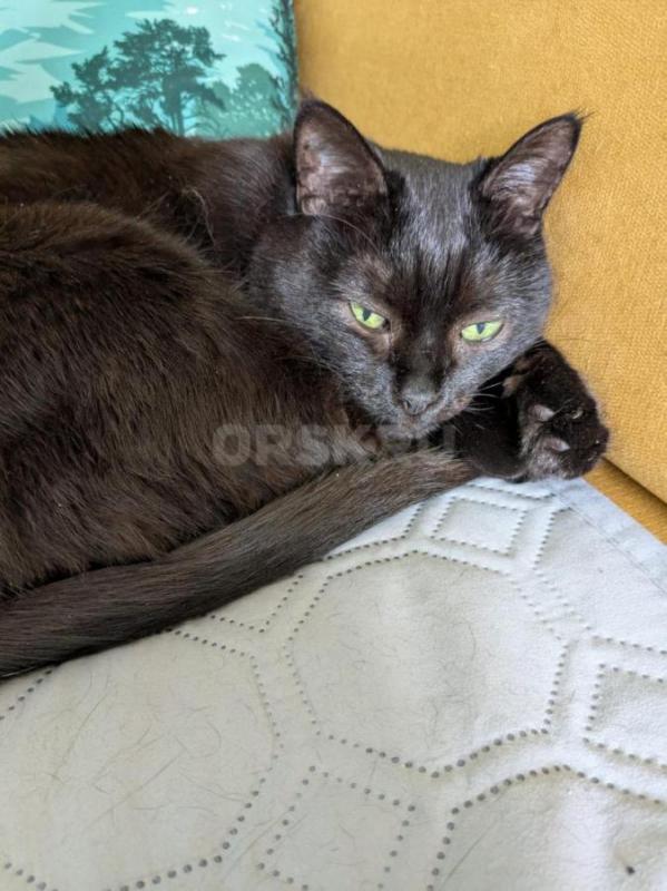 Миниатюрная)) Умная сильно Доброжелательная оч милая, молодая (1+ года) веселая кошечка украсит ваш - Орск