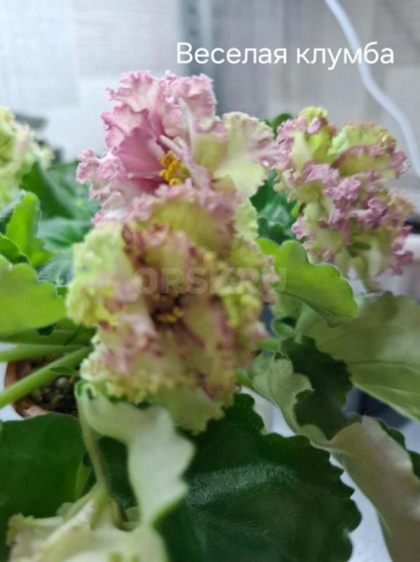 Продам детки и листовые черенки сортовых фиалок. - Орск