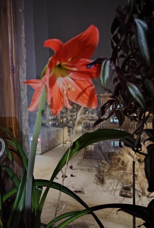 Отличный подарок любительнице цветов к Новому году. - Орск