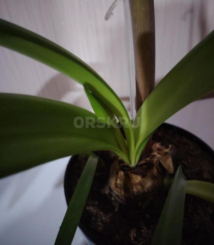 Отличный подарок любительнице цветов к Новому году. - Орск