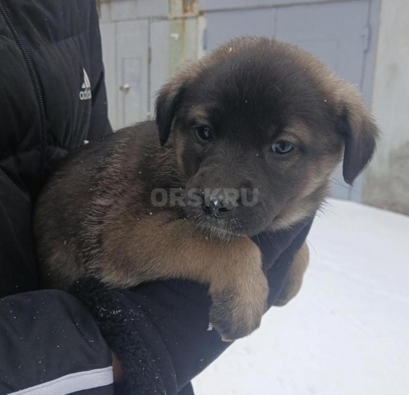 Найденные в гаражах, 8 чудесных щенят живут в трубе, прямо у оживленной дороги. - Орск