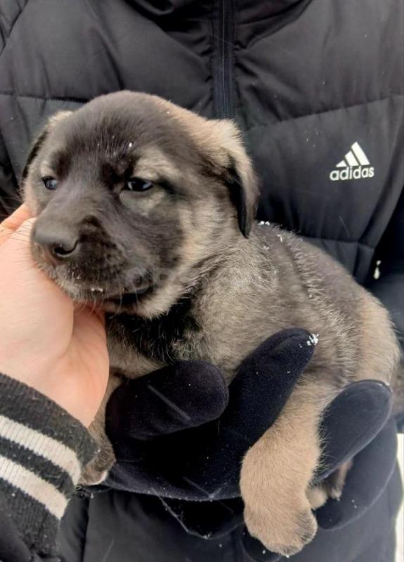 Найденные в гаражах, 8 чудесных щенят живут в трубе, прямо у оживленной дороги. - Орск