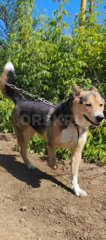 Отдам молодого ,преданного ,верного охранника. - Орск