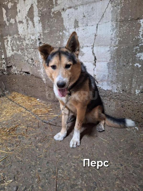 Отдам молодого ,преданного ,верного охранника. - Орск