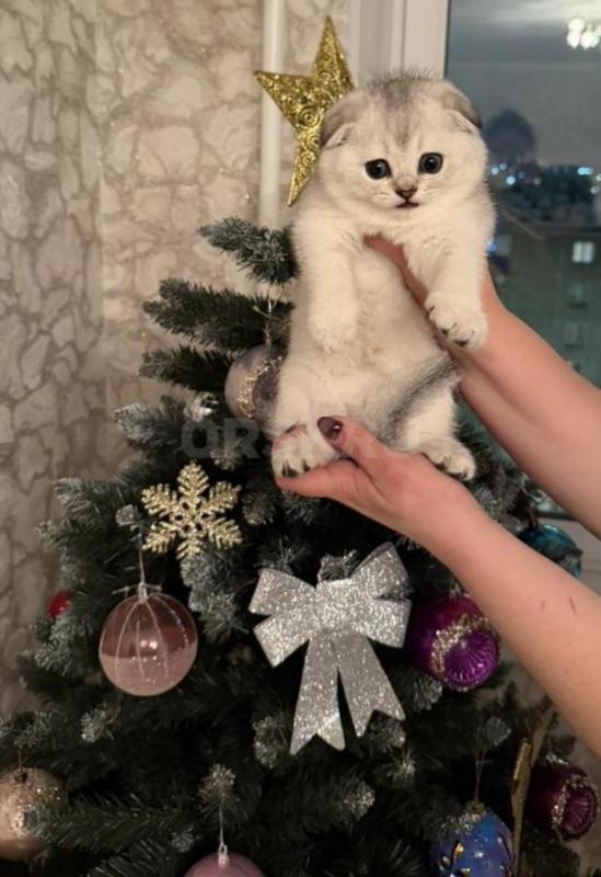 Осталась последняя очаровательная плюшечка!!! - Орск