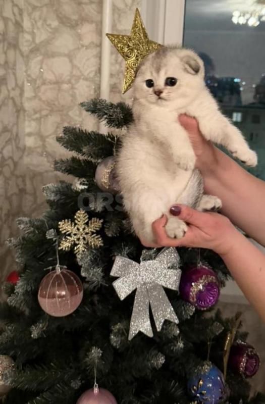 Осталась последняя очаровательная плюшечка!!! - Орск