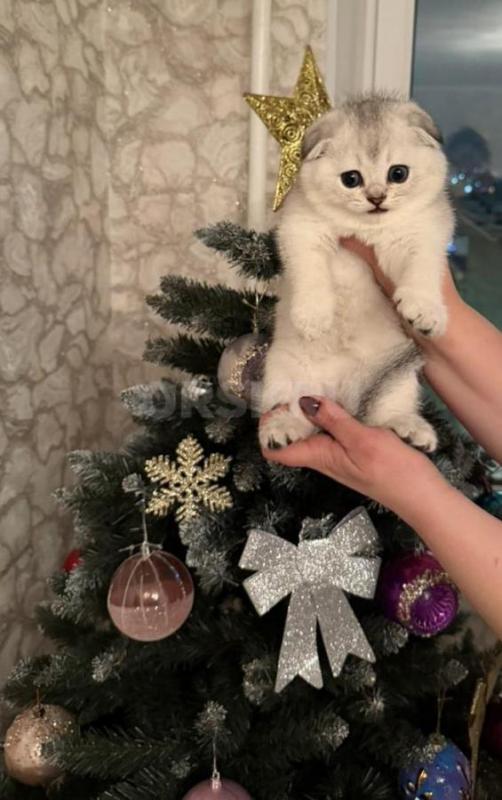 Осталась последняя очаровательная плюшечка!!! - Орск