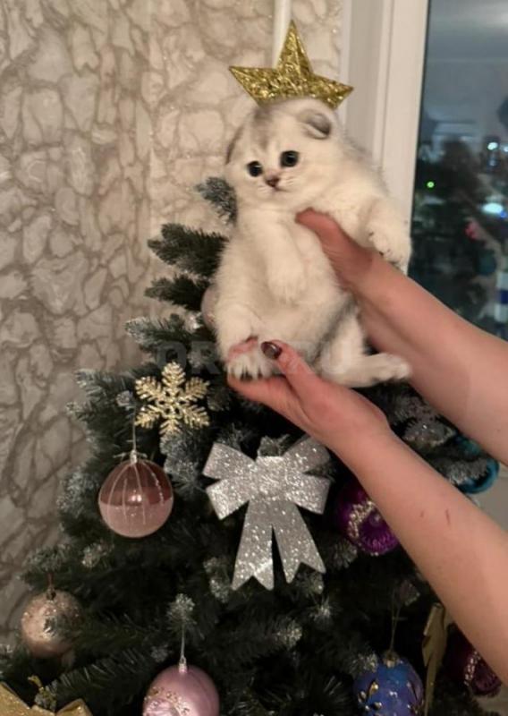 Осталась последняя очаровательная плюшечка!!! - Орск