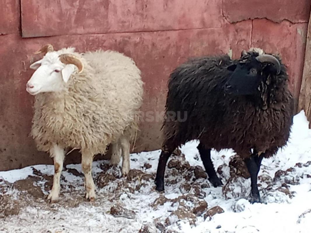 Продам баранов валухов. 20000р торг уместен - Адамовка
