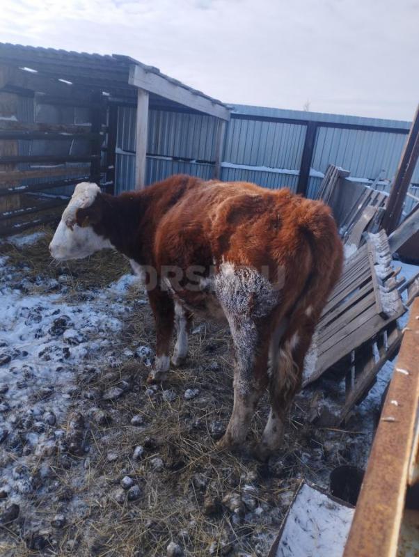 Продам телку год и десять месяцев цена 70 т. - Орск