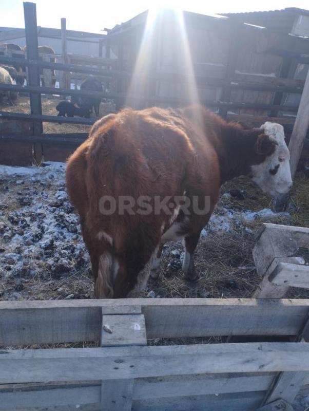 Продам телку год и десять месяцев цена 70 т. - Орск