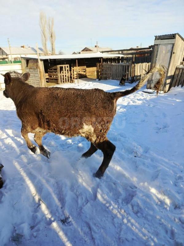 Продам телку годовалую - Орск
