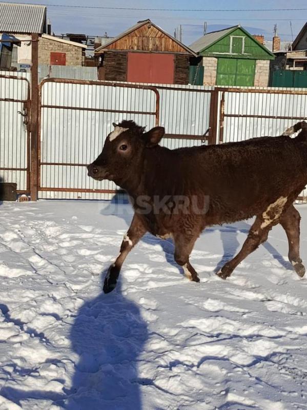 Продам телку годовалую - Орск