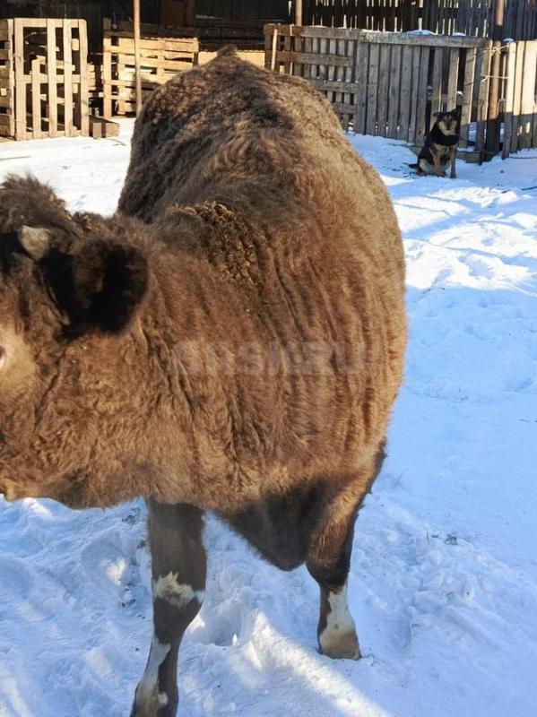 Продам телку годовалую - Орск