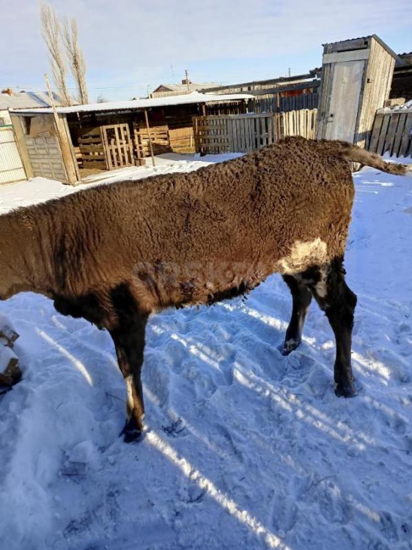 Продам телку годовалую - Орск