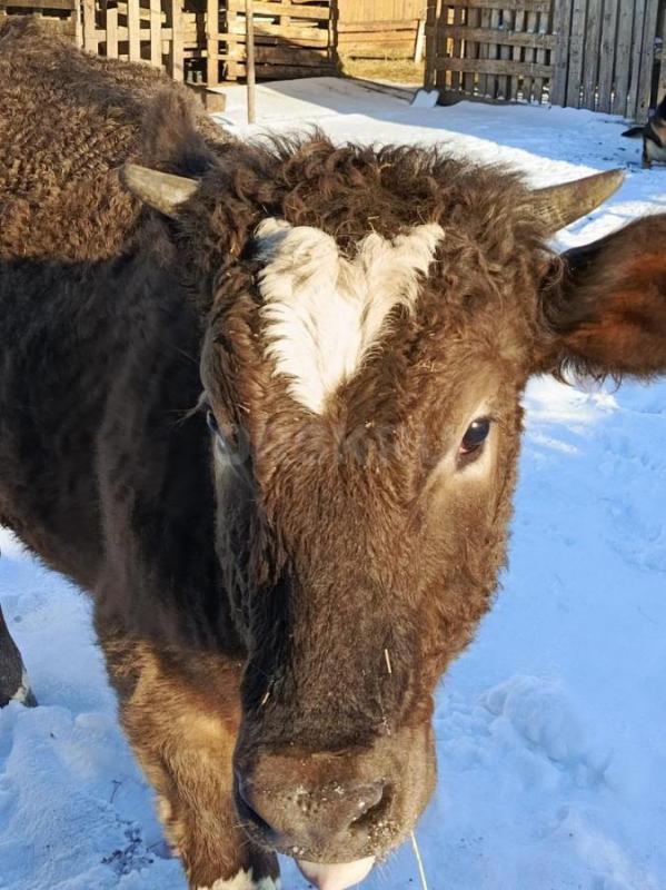 Продам телку годовалую - Орск