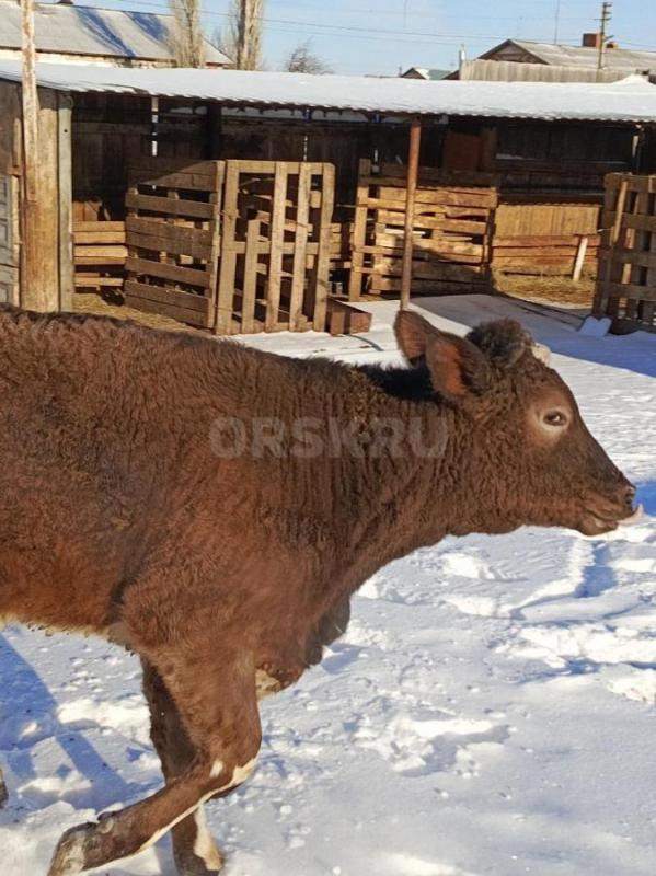 Продам телку годовалую - Орск
