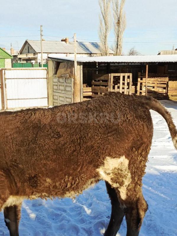 Продам телку годовалую - Орск
