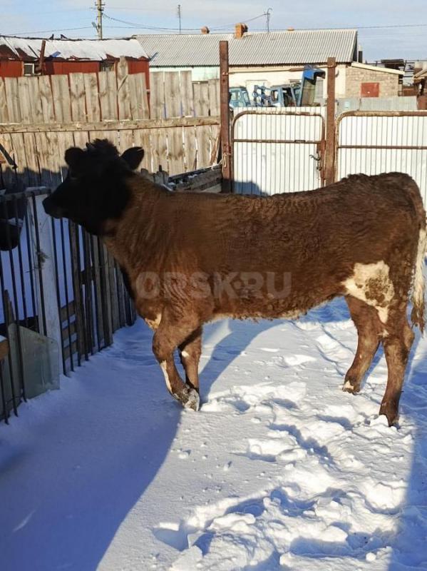 Продам телку годовалую - Орск