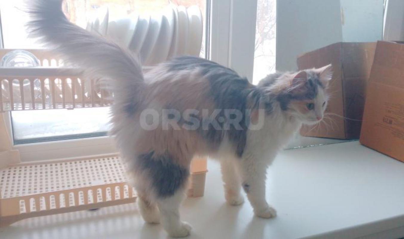 Большая просьба читать весь текст  внимательно. - Орск