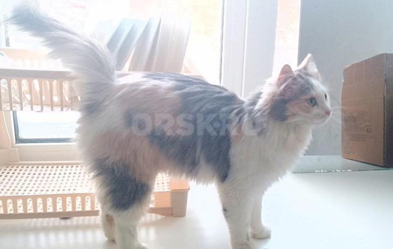 Большая просьба читать весь текст  внимательно. - Орск