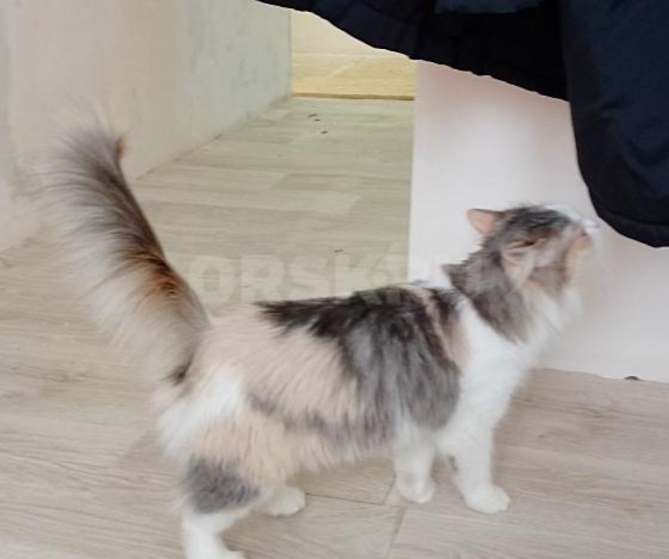 Большая просьба читать весь текст  внимательно. - Орск