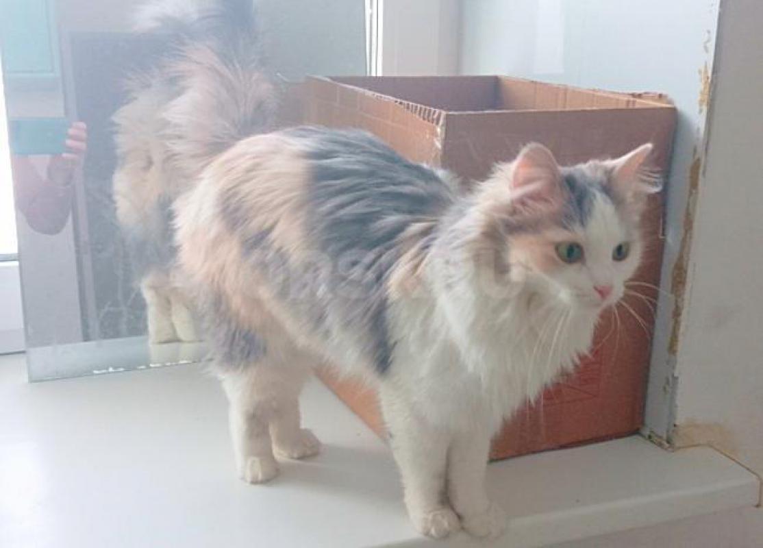 Большая просьба читать весь текст  внимательно. - Орск