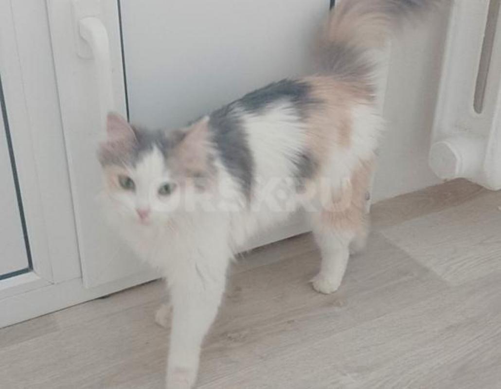 Большая просьба читать весь текст  внимательно. - Орск