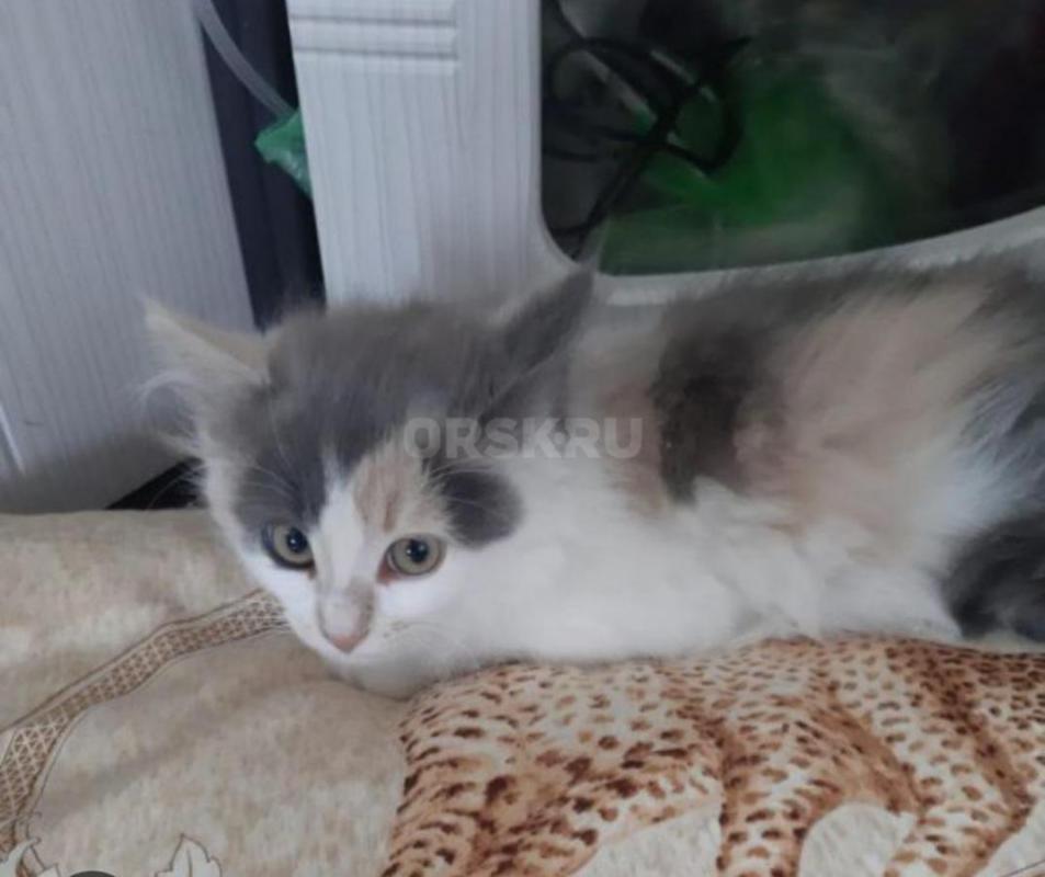 Котенок девочка ,к лотку приучена. 89058822256 - Орск