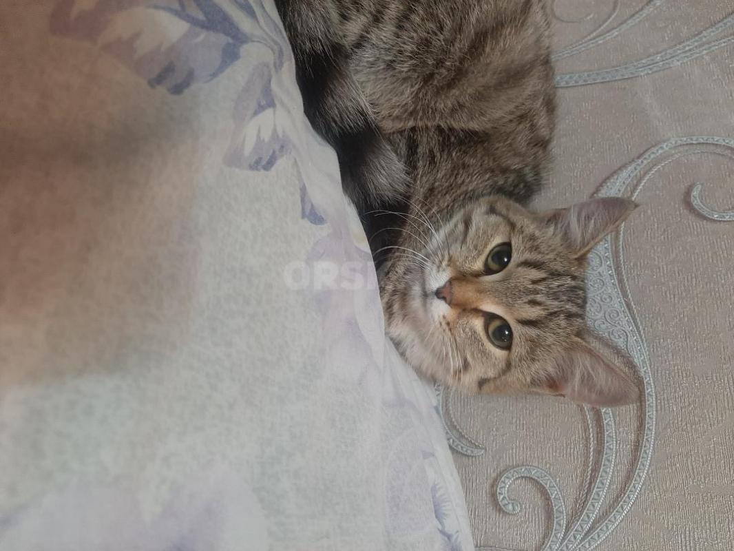 Котенок 4-5 месяцев, девочка, ласковая, домашняя, горшок знает, - Орск