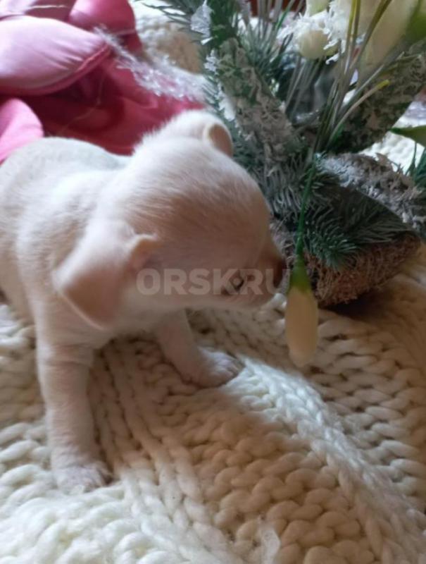 Продается хороший подарок на новый год. - Орск