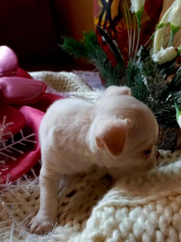 Продается хороший подарок на новый год. - Орск