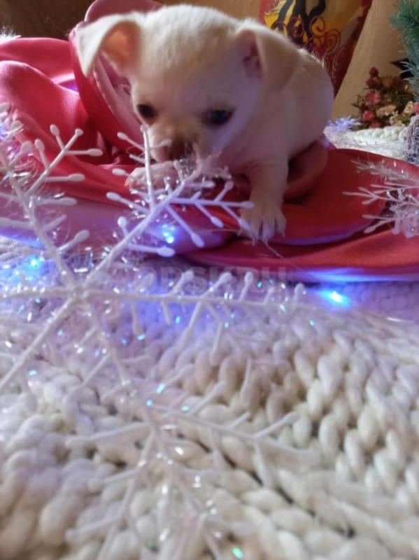 Продается хороший подарок на новый год. - Орск