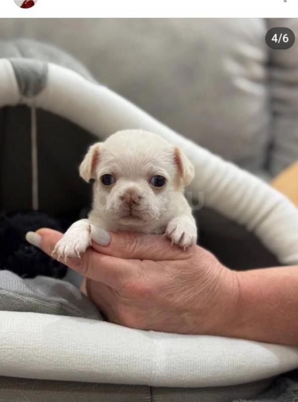 Продается хороший подарок на новый год. - Орск