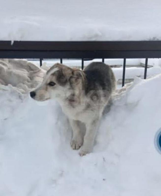 SOS---Друзья, помогите спасти щенка. - Орск