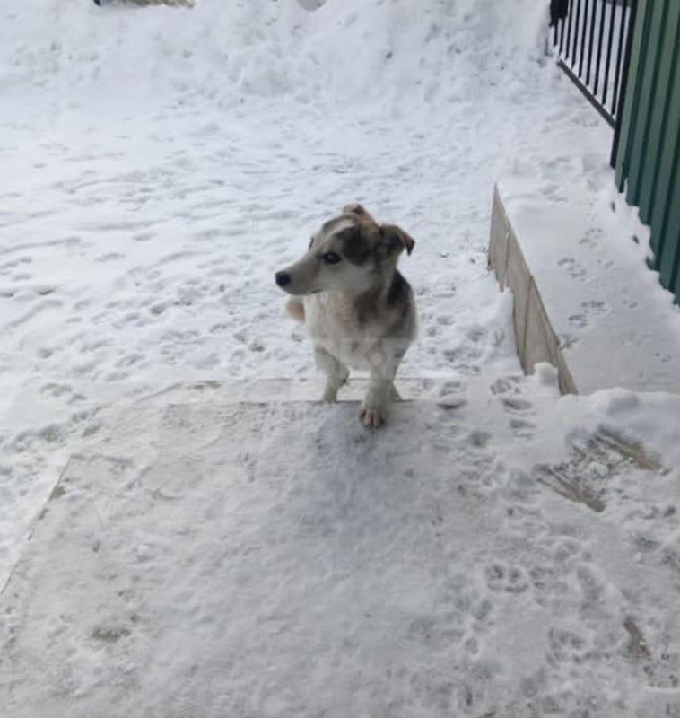 SOS---Друзья, помогите спасти щенка. - Орск