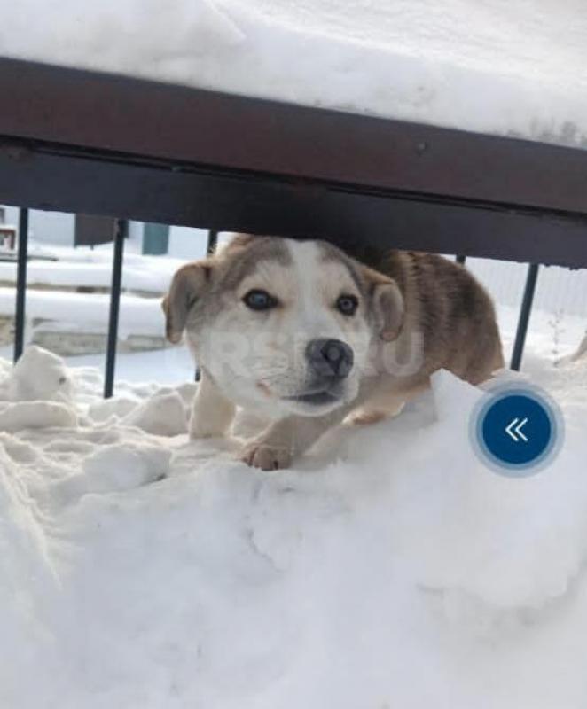 SOS---Друзья, помогите спасти щенка. - Орск