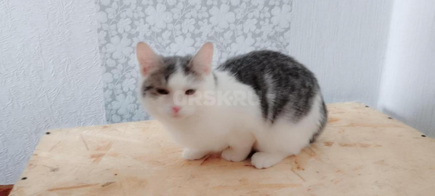 Найдена малышка, около трех месяцев, девочка была домашняя. - Орск