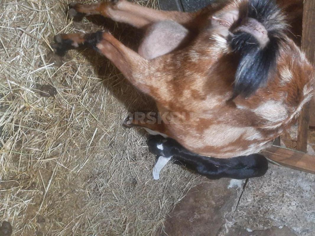 КОЗЫ Нубо-камори и нубийская  по два  года  есть дойная  коза молоко вкусное. - Орск