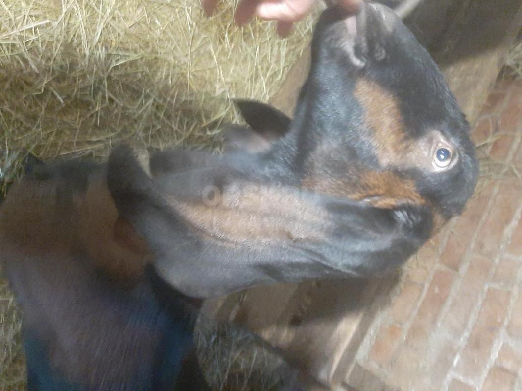 КОЗЫ Нубо-камори и нубийская  по два  года  есть дойная  коза молоко вкусное. - Орск