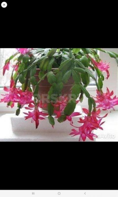 Луковицы по 150 руб 
Отростки по 100 ,150 руб Район ул Строителей - Орск