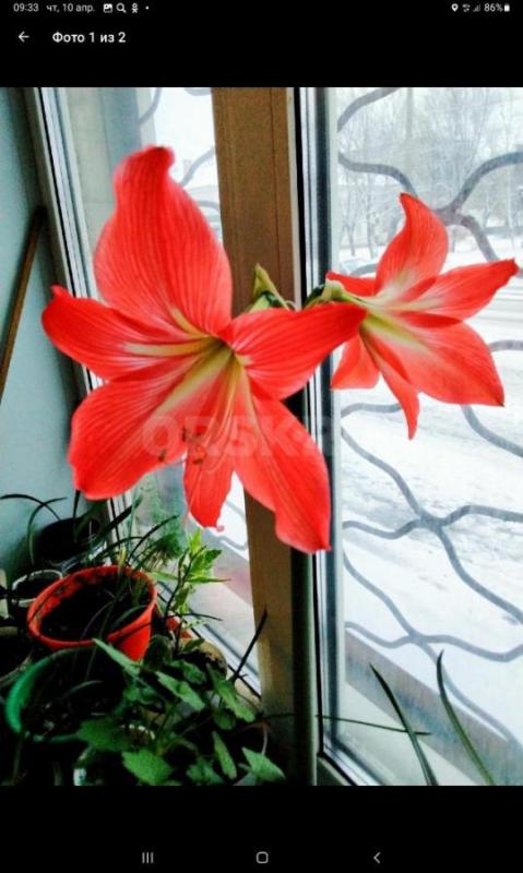 Луковицы по 150 руб 
Отростки по 100 ,150 руб Район ул Строителей - Орск