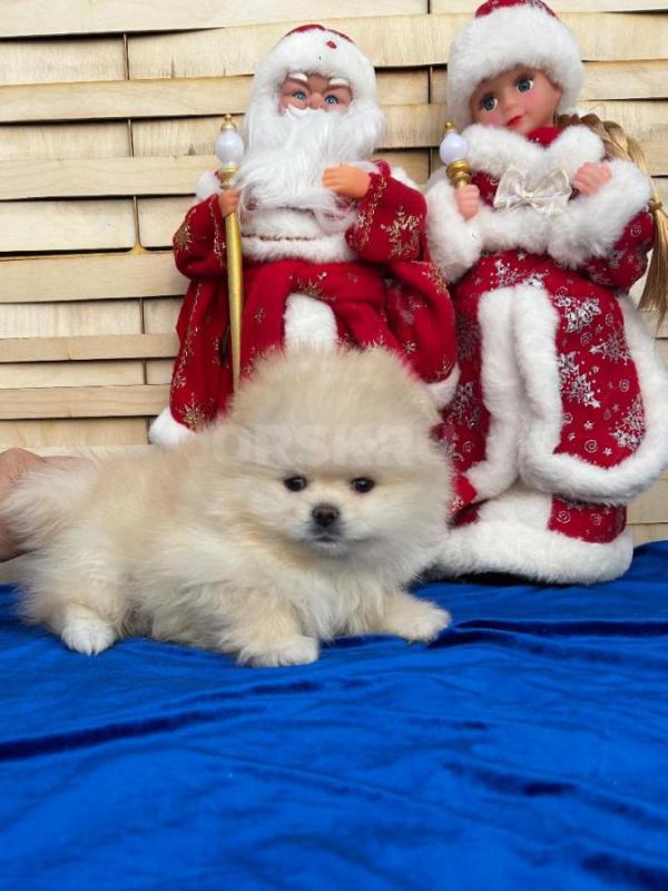 Померанский шпиц мальчик и девочка 10.11.2025г д/р окрас  светлый крем , с документами ,ветеринарным - Орск