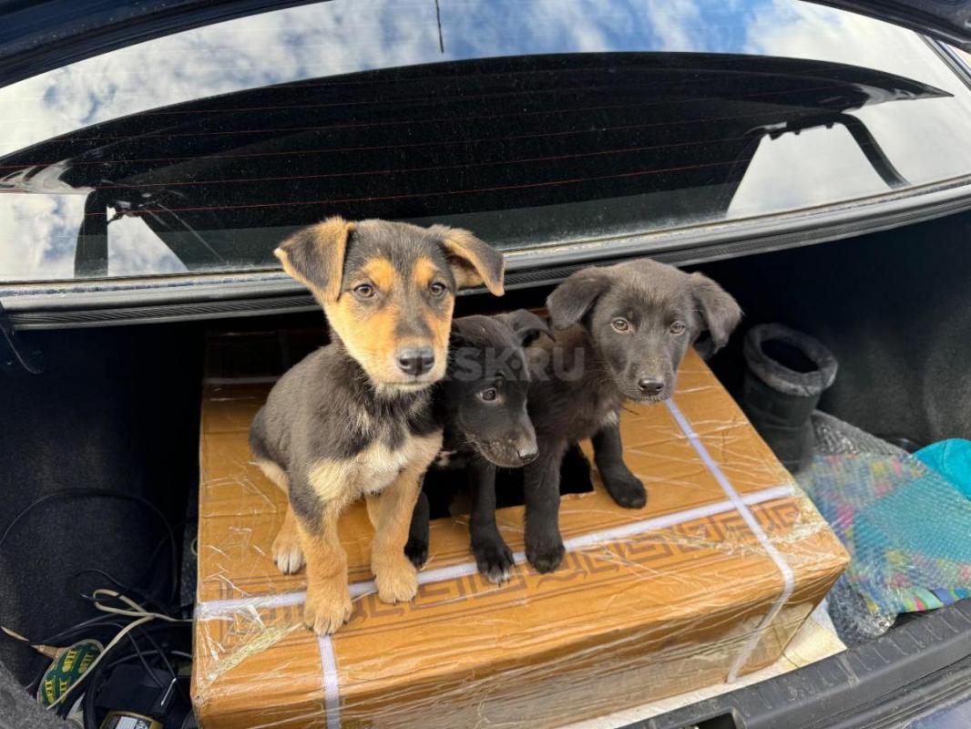 Отдам в Хорошие Руки Кутенка собачку мальчика или девочку ! - Орск