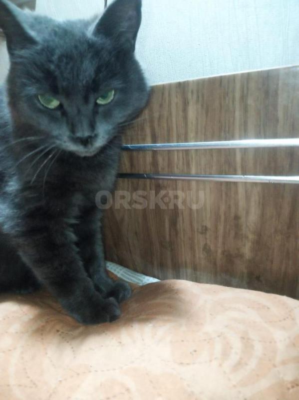 Добрый вечер,нашли кошечку на остановке маг. - Орск