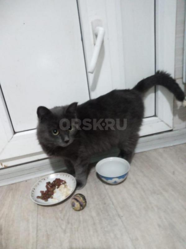 Добрый вечер,нашли кошечку на остановке маг. - Орск