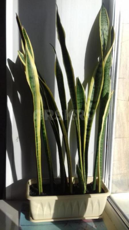 Продам комнатный цветок "Георгий победоносец", "Девичий виноград&quot - Орск