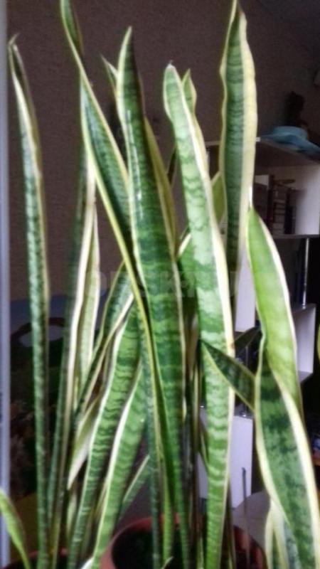 Продам комнатный цветок "Георгий победоносец", "Девичий виноград&quot - Орск